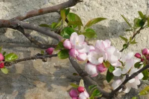 Apfelbäumchen in der Kirchenmauer (Foto: Andreas Schiltknecht-von Steiger) Apfelbäumchen in der Kirchenmauer (Foto: Andreas Schiltknecht-von Steiger)